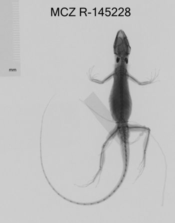 Media type: image;   Herpetology R-145228 Aspect: dorsoventral x-ray